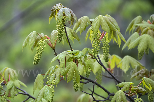 BergAhorn (Acer pseudoplatanus) aus Pflanzen (p61978) fokusnatur.de